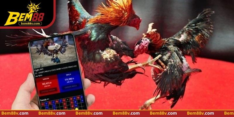 Tổng quan về sảnh đá gà BEM88 và các tính năng nổi bật