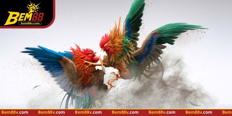 Đá Gà Cựa Dao - Nhận Diện Chiến Thuật Và Quan Sát Thực Tế