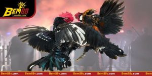 Đá Gà Cựa Sắc - Nhận Diện Chiến Thuật Và Thực Hành Quan Sát