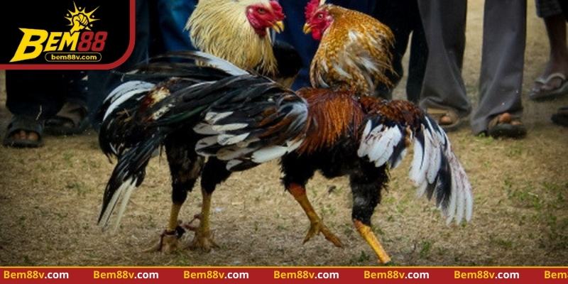 Nhận diện lực cựa, tốc độ và nhịp di chuyển giúp phân tích gà chiến