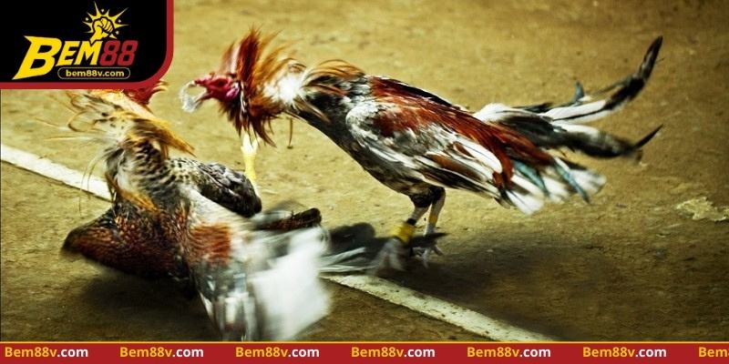 Đá Gà Thomo - Nhận Diện Chiến Thuật Và Quan Sát Bem88