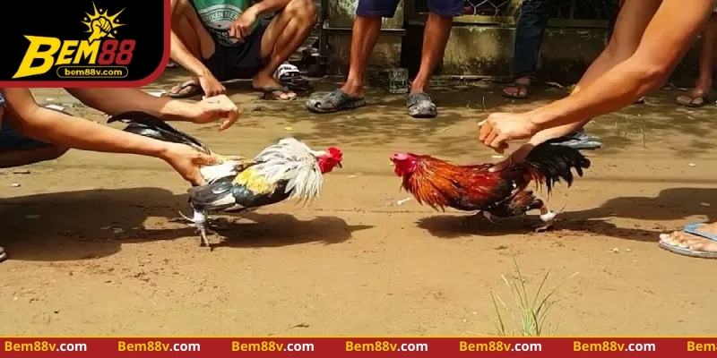 Quan sát lực cựa, tốc độ và nhịp di chuyển giúp phân tích gà chiến