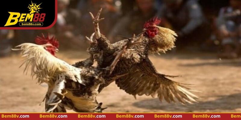 Quan sát nhịp nghỉ và phản ứng gà giúp điều chỉnh chiến thuật chính xác