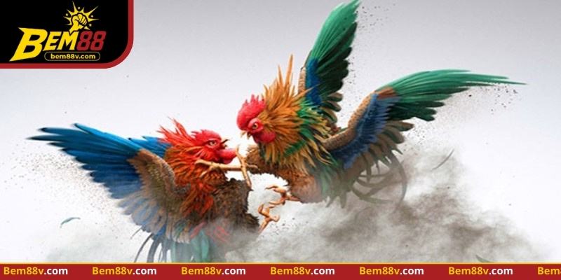 Quan sát lực cựa, tốc độ và nhịp di chuyển giúp phân tích gà chiến trực tiếp